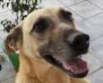 Cacau