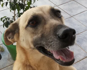 Cachorro ra a SRD idade 1 ano nome Cacau