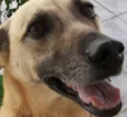 Cacau