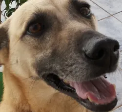 Cachorro ra a SRD idade 1 ano nome Cacau