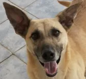 Cachorro ra a SRD idade 1 ano nome Cacau