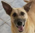 Cacau