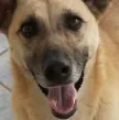 Cachorro ra a SRD idade 1 ano nome Cacau