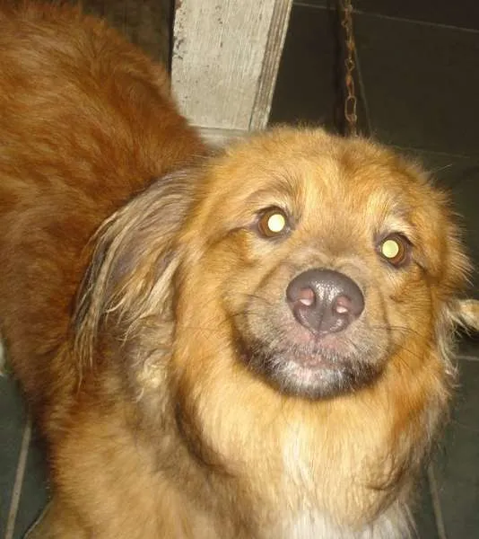 Cachorro ra a Vira lata idade 4 anos nome Burzum