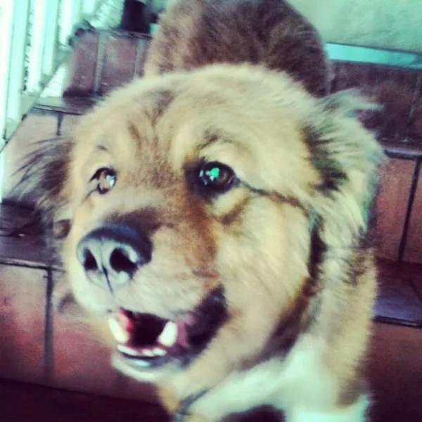 Cachorro ra a Vira lata idade 4 anos nome Burzum