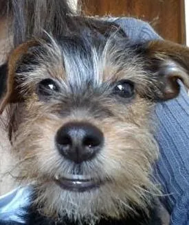 Cachorro ra a SRD idade 2 a 6 meses nome Kate