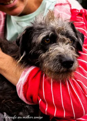 Cachorro raça SRD idade 3 anos nome IMPERADOR