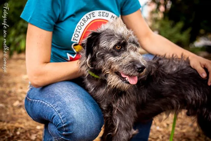 Cachorro ra a SRD idade 3 anos nome IMPERADOR