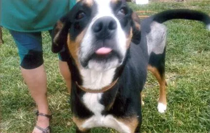 Cachorro ra a SRD idade 4 anos nome AVALON - IRMAO SOL