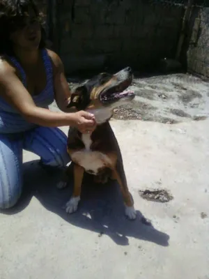 Cachorro raça SRD idade 4 anos nome AVALON - IRMAO SOL