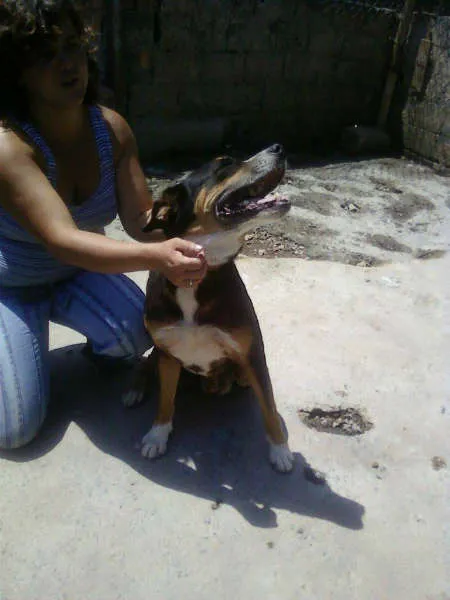 Cachorro ra a SRD idade 4 anos nome AVALON - IRMAO SOL