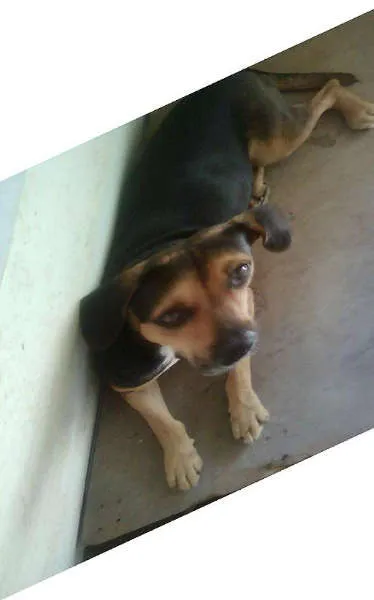Cachorro ra a SRD idade 4 anos nome MONETTI - IRMÃ LUA