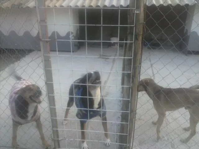 Cachorro ra a SRD idade 4 anos nome MONETTI - IRMÃ LUA