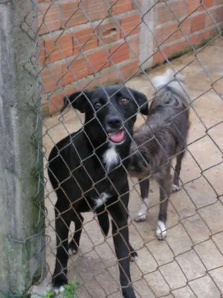 Cachorro ra a SRD idade  nome MAKEBA