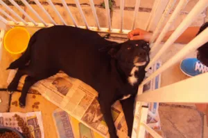 Cachorro raça SRD idade  nome MAKEBA