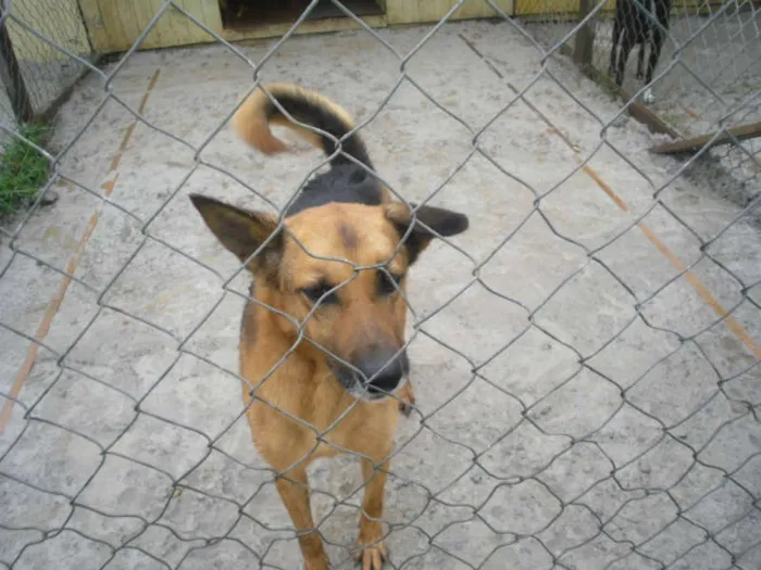 Cachorro ra a SRD  idade 4 anos nome ASTERIX
