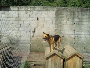 Cachorro raça SRD  idade 4 anos nome ASTERIX