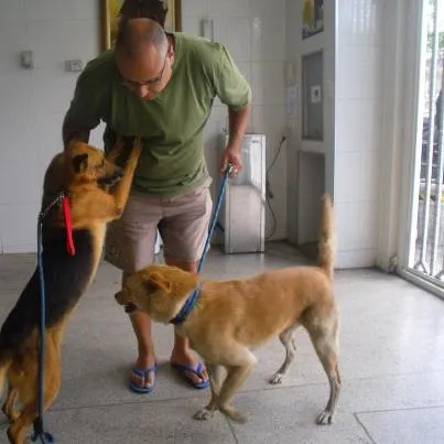 Cachorro ra a SRD  idade 4 anos nome ASTERIX