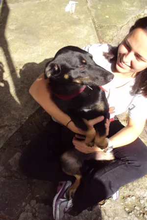 Cachorro raça SRD idade 1 ano nome BRENDA