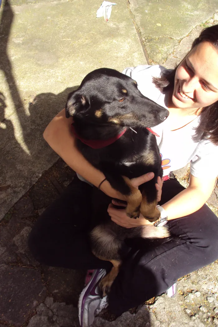 Cachorro ra a SRD idade 1 ano nome BRENDA