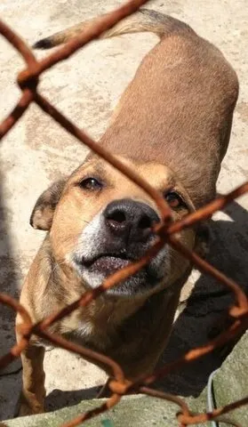 Cachorro ra a SRD idade 4 anos nome VITÓRIO