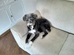 Cachorro raça SRD idade 1 ano nome Adote!