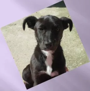 Cachorro raça SRD idade 7 a 11 meses nome Paola