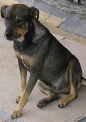 Cachorro raça SRD idade 3 anos nome Baby e Robinho 