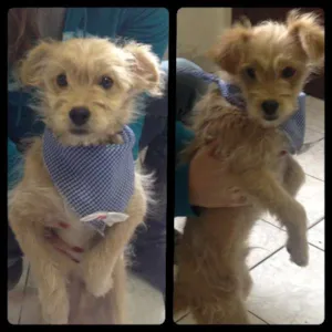 Cachorro raça SRD idade 2 a 6 meses nome Pinhão