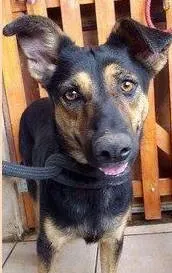 Cachorro raça SRD idade 3 anos nome Sissy