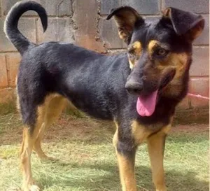 Cachorro raça SRD idade 3 anos nome Sissy
