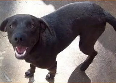 Cachorro raça SRD idade 2 anos nome Fred