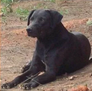 Cachorro raça SRD idade 2 anos nome Fred