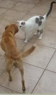 Cachorro raça SRD idade 1 ano nome Banzé
