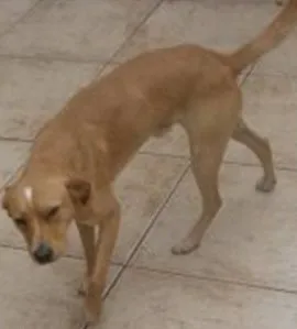 Cachorro raça SRD idade 1 ano nome Banzé