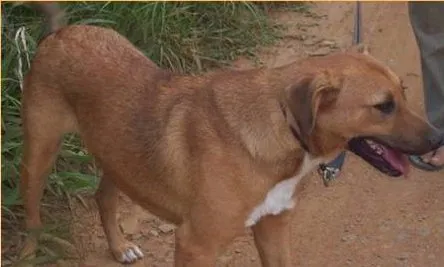 Cachorro raça SRD idade 2 anos nome Mike