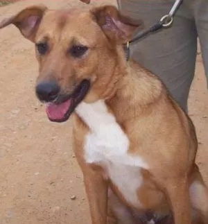 Cachorro raça SRD idade 2 anos nome Mike
