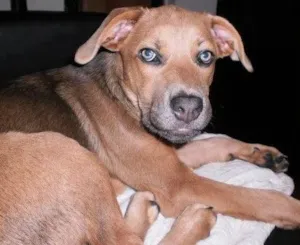 Cachorro raça SRD idade 3 anos nome Luna
