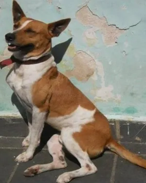 Cachorro raça SRD idade 4 anos nome Hulk