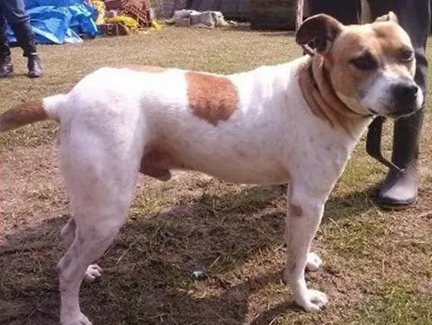Cachorro raça mix de pitbull idade 3 anos nome Meninão