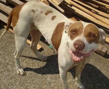 Cachorro raça Pit-Bull idade 3 anos nome Susy