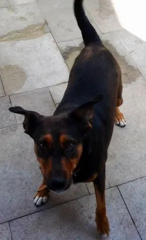 Cachorro raça SRD idade 5 anos nome Pilar