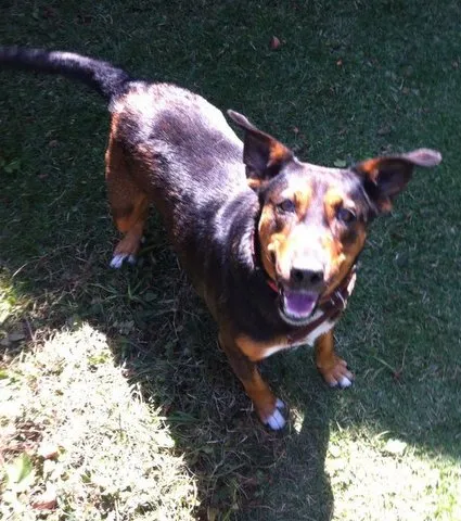 Cachorro raça SRD idade 5 anos nome Pilar