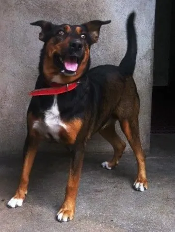 Cachorro raça SRD idade 5 anos nome Pilar