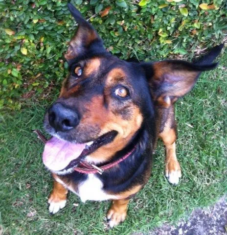Cachorro raça SRD idade 5 anos nome Pilar