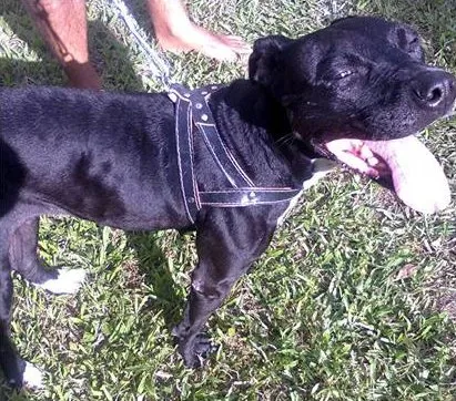 Cachorro raça Pit-Bull idade 4 anos nome Pantera Crioula