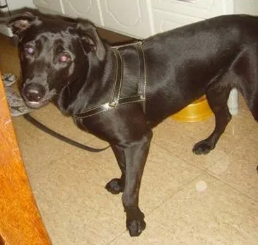 Cachorro raça SRD idade 2 anos nome Lara