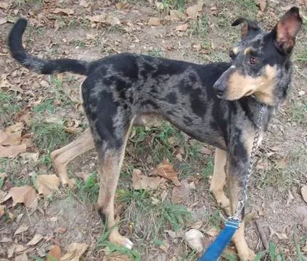 Cachorro raça SRD idade 1 ano nome Beto