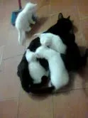 Gato ra a - idade Abaixo de 2 meses nome Filhotes de gata