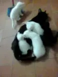 Filhotes de gata